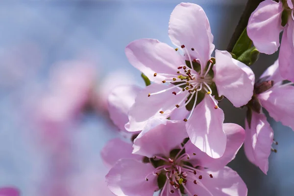 Pfirsichblüten Blühen Garten — Stockfoto