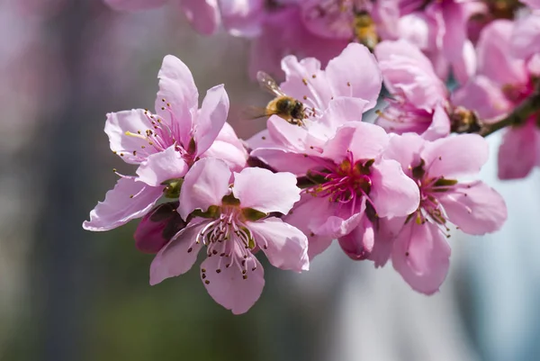 Honigbiene Ruhte Sich Auf Einer Rosa Pfirsichblüte Aus — Stockfoto