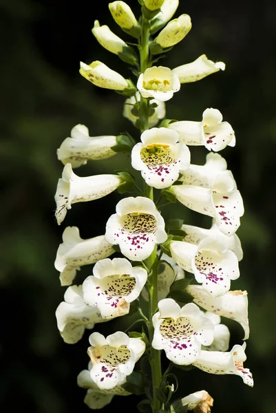 Makro Zobrazení Digitalis Květ — Stock fotografie