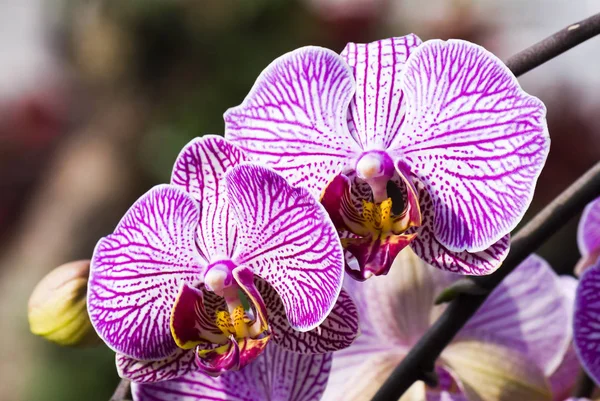 Primo Piano Orchidea Rosa Nel Giardino — Foto Stock