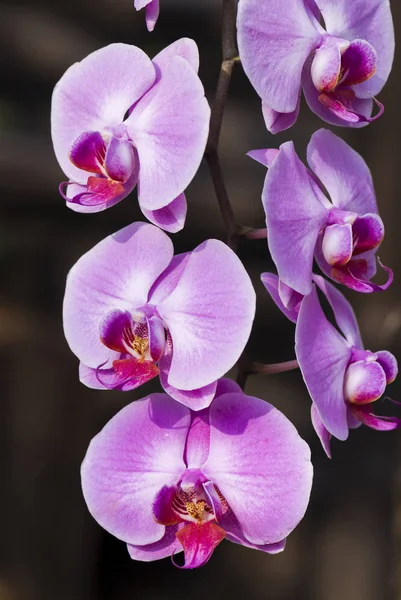 Primo Piano Orchidea Rosa Nel Giardino — Foto Stock