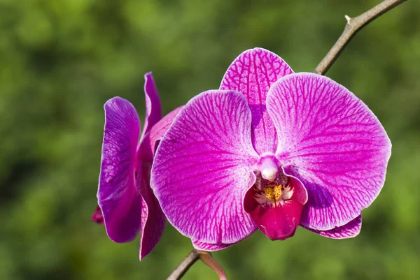 Primo Piano Orchidea Rosa Nel Giardino — Foto Stock