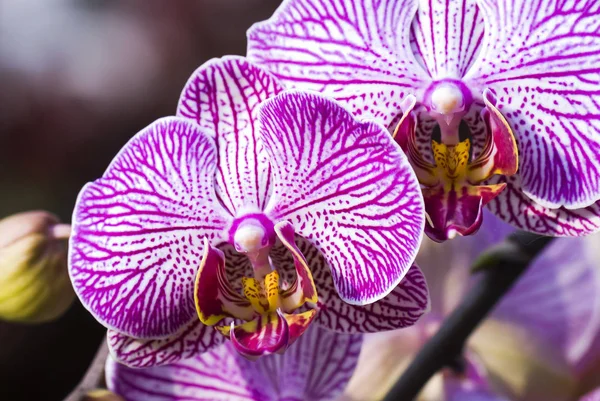 Primo Piano Orchidea Rosa Nel Giardino — Foto Stock