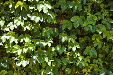 Yeşil yapraklar duvar dokusu arkaplanı