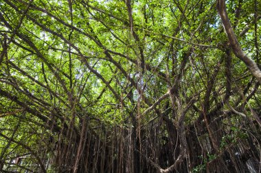 Parktaki Banyan ağacı