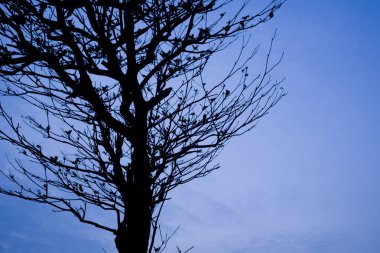 Sunset'teki ağacının dalları siluet