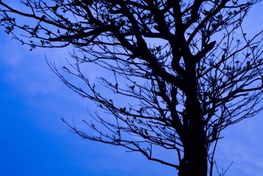 Sunset'teki ağacının dalları siluet