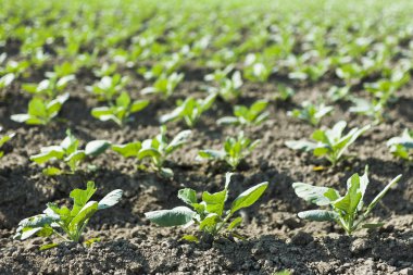 Taze genç yeşil sarımsak satırları