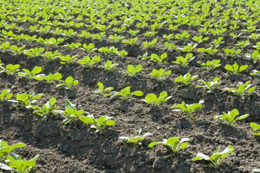 Taze genç yeşil sarımsak satırları