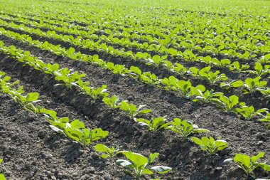 Taze genç yeşil sarımsak satırları