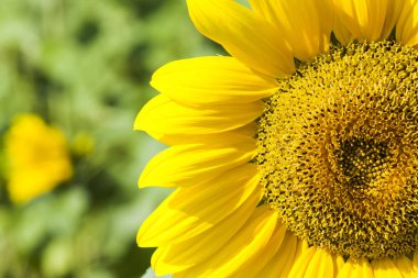 Ayçiçeği alanında sarı: güneşli yaz gün