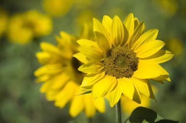 bir ayçiçeği dinlenmiş bal arısı