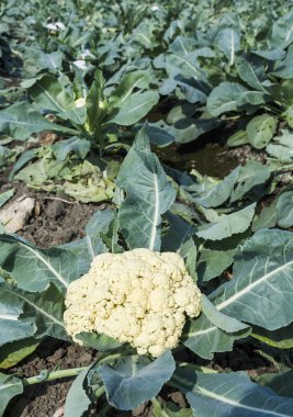 karnabahar alanında