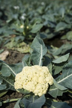 karnabahar alanında