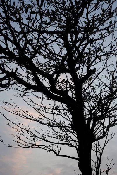 Sílhueta Ramos Árvore Pôr Sol — Fotografia de Stock