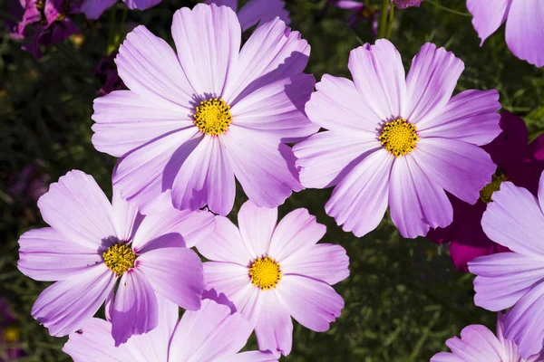 Kosmos Blommor Naturen Trädgård — Stockfoto