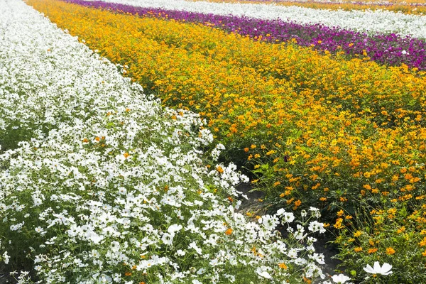 Cosmos Flowers Nature Outdoor Garden Stock Photo