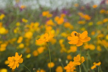 Bahar tekli papatya çiçeği ve arı