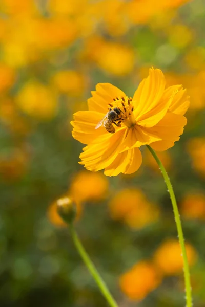 Spring Single Daisy Flower Bee — Stock Photo, Image