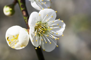 bahçede çiçek açan Erik çiçekleri