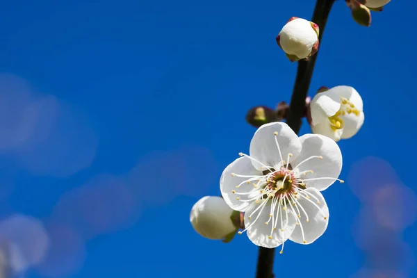 Pflaumenblüten Blühen Garten — Stockfoto