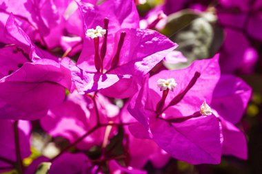 Bahçedeki Bougainvillea çiçeği