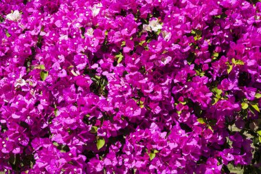 Bahçedeki Bougainvillea çiçeği