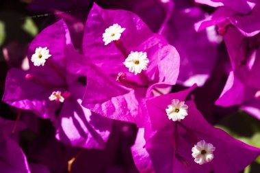 Bahçedeki Bougainvillea çiçeği