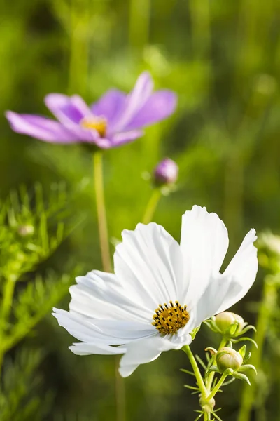 Kosmos Blommor Naturen Trädgård — Stockfoto