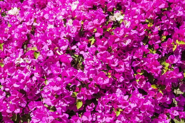 Бугенвиллия Цветок Саду — стоковое фото