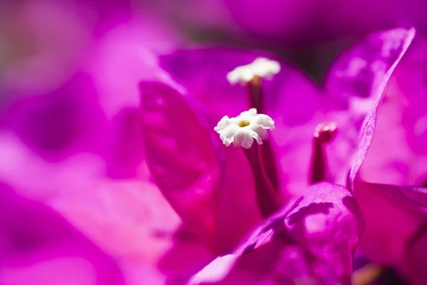 Bougainvillea Květina Zahradě — Stock fotografie