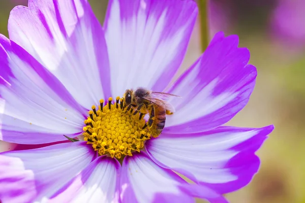 Spring single daisy flower and bee