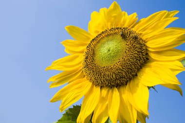 bir ayçiçeği dinlenmiş bal arısı