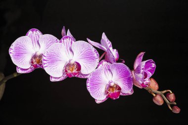 Pembe orkide phalaenopsis closeup