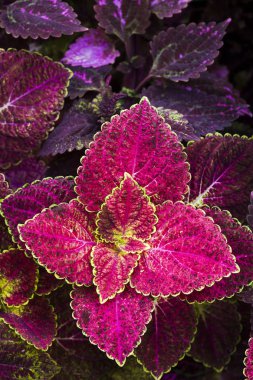 Coleus yaprakları (boyalı ısırgan, alev ısırgan yakın çekim )