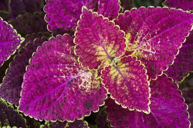 Coleus yaprakları (boyalı ısırgan, alev ısırgan yakın çekim )