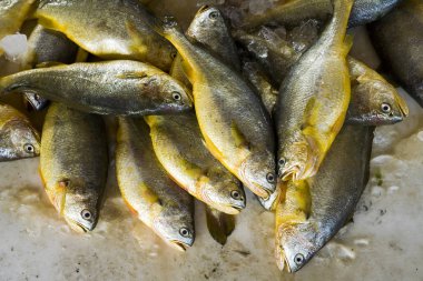 Taze çiğ balık Balık Market.