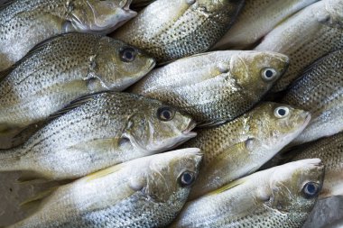 Taze çiğ balık Balık Market.