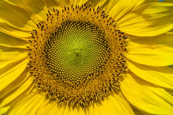 Campo Girasol Amarillo Soleado Día Verano —  Fotos de Stock