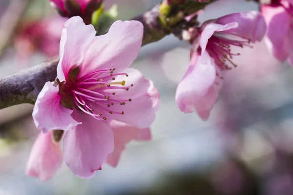 Peach flowers blooming in the garden