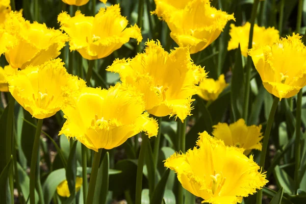 Schöne Tulpenblume Garten — Stockfoto