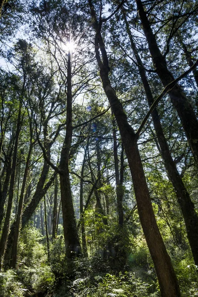 Beau Fond Forêt Verte — Photo