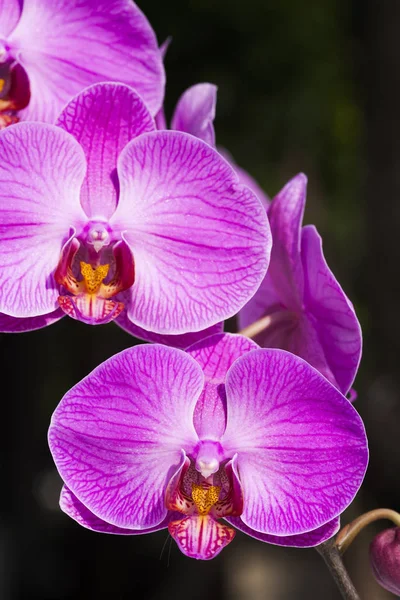 Primo Piano Orchidea Rosa Nel Giardino — Foto Stock