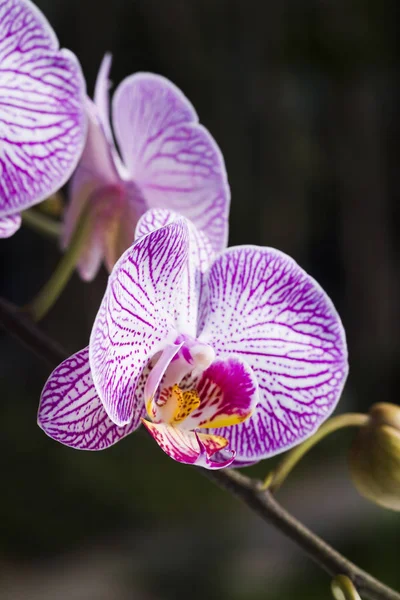 Fiori Del Orchid Con Sfondo Nero — Foto Stock