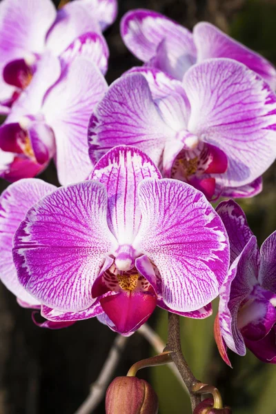 Fiori Del Orchid Con Sfondo Nero — Foto Stock