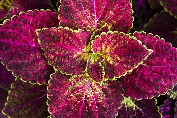 Close Van Coleus Bladeren Painted Brandnetel Vlam Nettle — Stockfoto