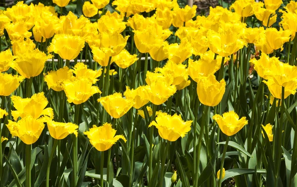 Beautiful Tulip Flower Garden — Stock Photo, Image