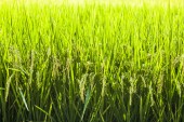Rýže plodiny brzy na sklizeň