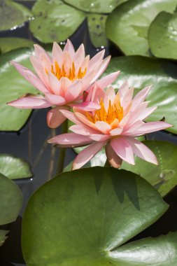 Bahçedeki güzel nilüfer çiçeği