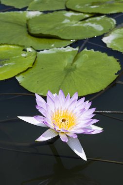 Bahçedeki güzel nilüfer çiçeği
